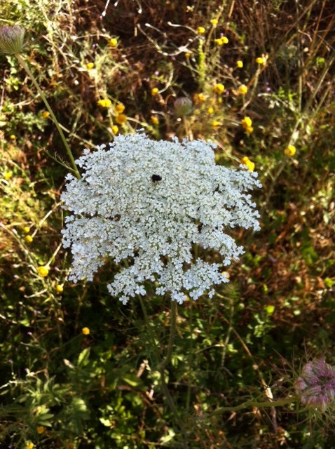 Daucus carota